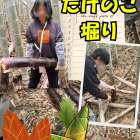 タケノコ掘り